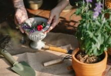 online tools for growth