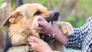 Key Reasons To Consult A Dog Bite Injury Attorney After An Attack